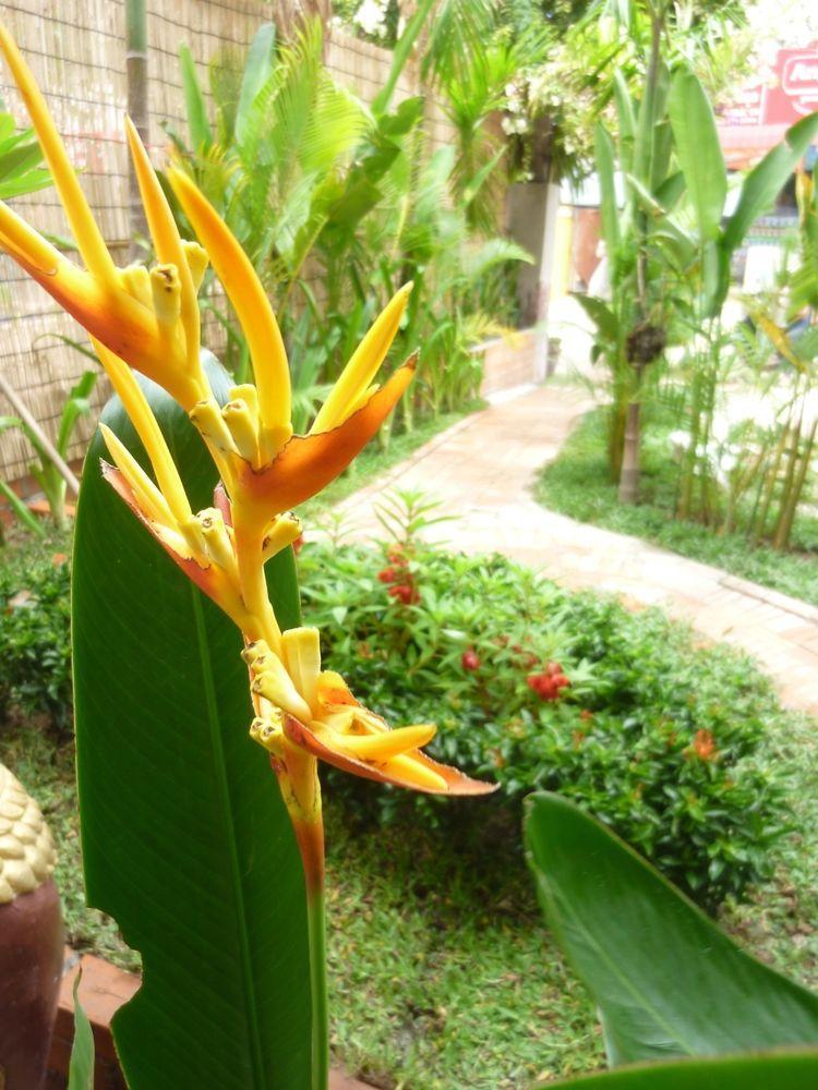Angkor Reas Guesthouse Ciudad de Siem Riep Exterior foto